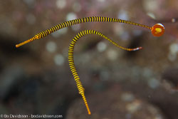 BD-130405-Tulamben-0458-Dunckerocampus-pessuliferus.-Fowler.-1938-[Yellowbanded-pipefish].jpg